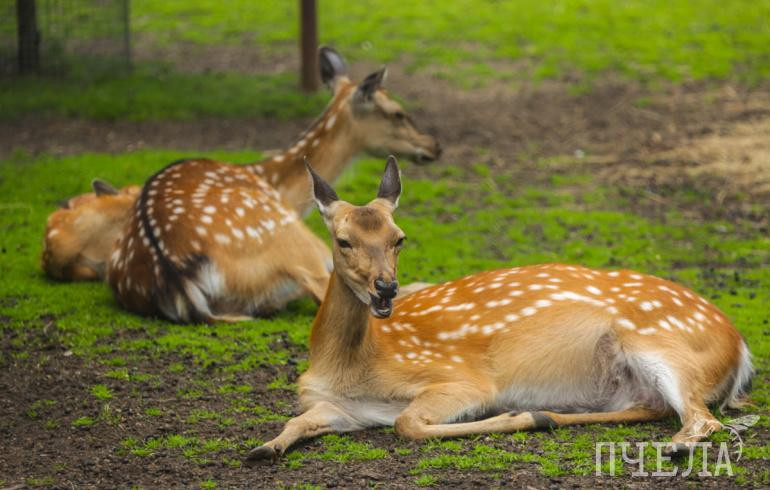 Челябинский зоопарк переходит на летний режим работы