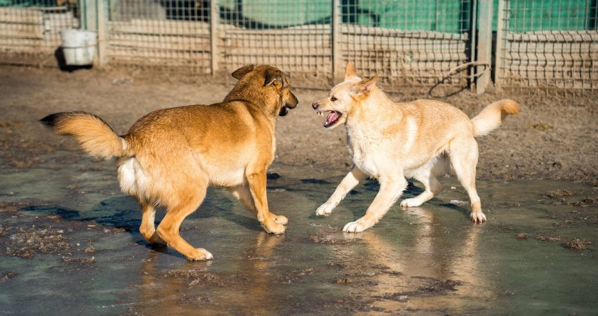 Депутаты Госдумы могут дать «зелёный свет» на уничтожение бездомных собак