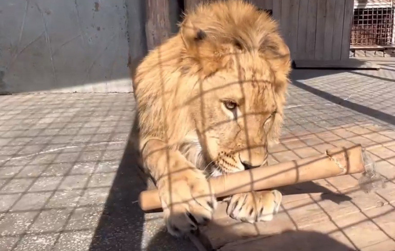 Диким кошкам из челябинского зоопарка устроили «трубную вечеринку»