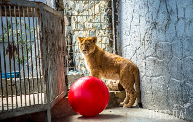 Для хищных кошек в челябинском зоопарке построят большие уличные вольеры без бетонного пола