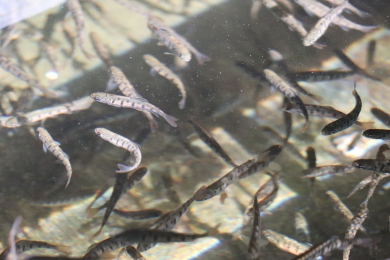 Для увеличения популяции лосося Восточная горнорудная компания закупила 400 тысяч мальков