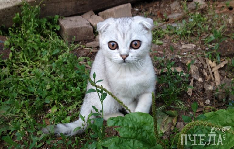 До +26 градусов и небольшие дожди задержатся в Челябинской области на три дня