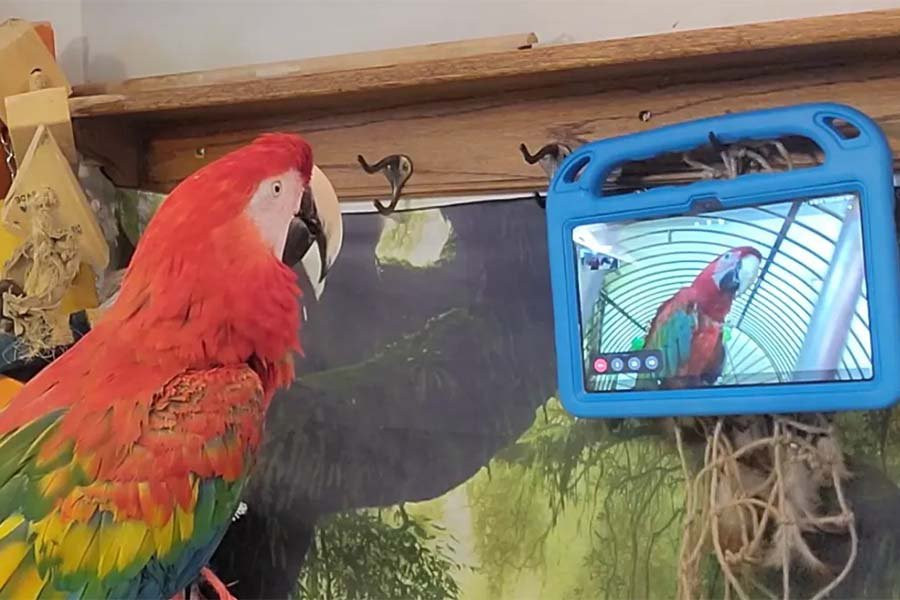 Домашних попугаев научили звонить друг другу по видеосвязи, чтобы избежать одиночества