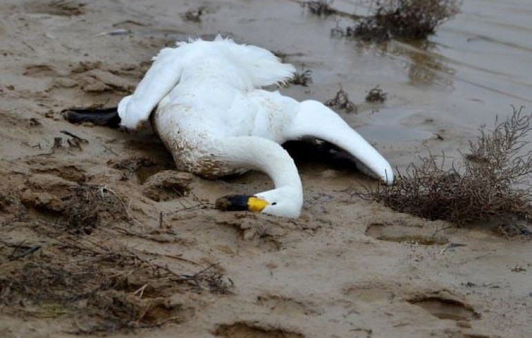 Гибель лебедей «из-за утечки на золотоизвлекательной фабрике» в Челябинской области оказалась фейком