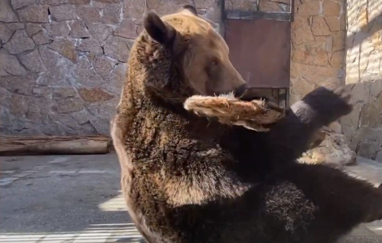 Медведица Бусинка из челябинского зоопарка показала художественную гимнастику с мохнатым реквизитом