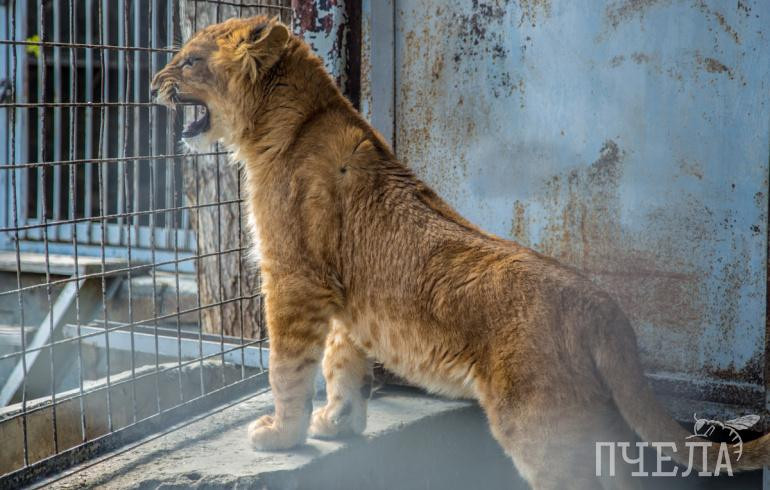 Мячики и старая шуба: челябинцы могут подарить ненужные вещи и игрушки обитателям зоопарка