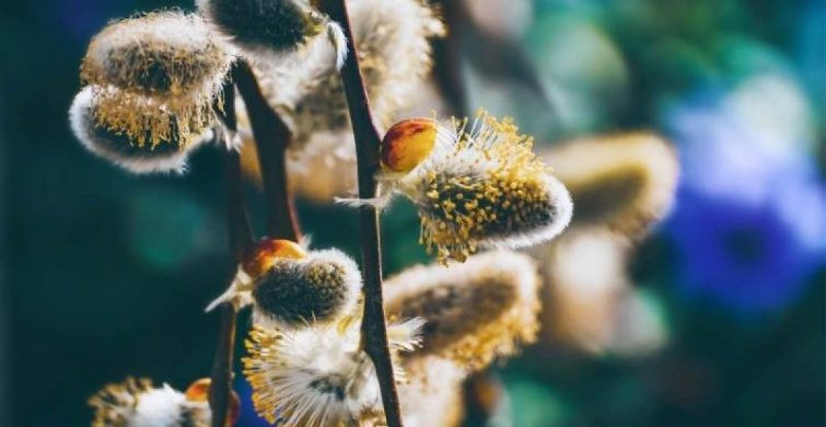 Молитва в Вербное воскресенье 9 апреля 2023 года