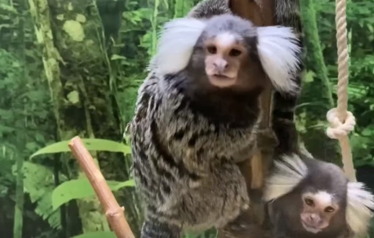 Обезьяны из челябинского зоопарка «сняли» видео, заманивающее посетителей