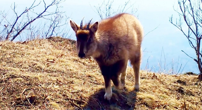 Одного из самых редких копытных в мире запечатлели в Приморье