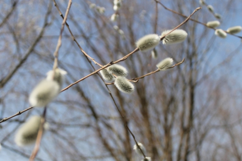 Подробный прогноз на рабочую неделю в Приморье дали синоптики