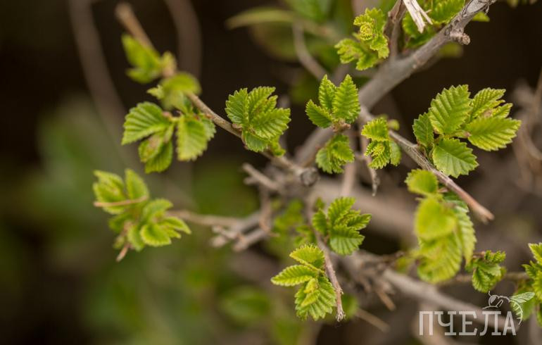 После дождей в Челябинской области потеплеет до +20 градусов
