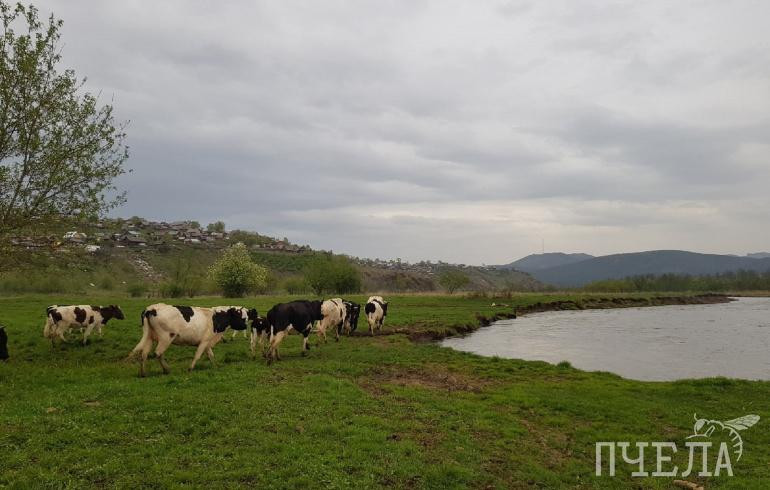 Приём заявок на гранты для семейных ферм в Челябинской области завершат 28 апреля