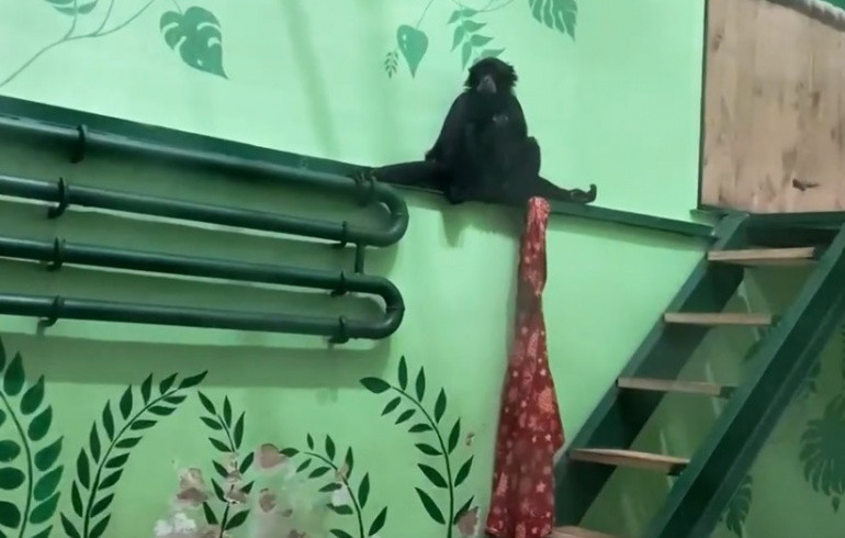 Приматы из челябинского зоопарка станцевали на камеру «гиббоночку с пледом»