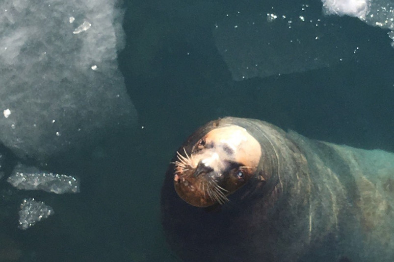 Приморцы оказались в десятке тех, кто посетил лежбище сивучей на Камчатке