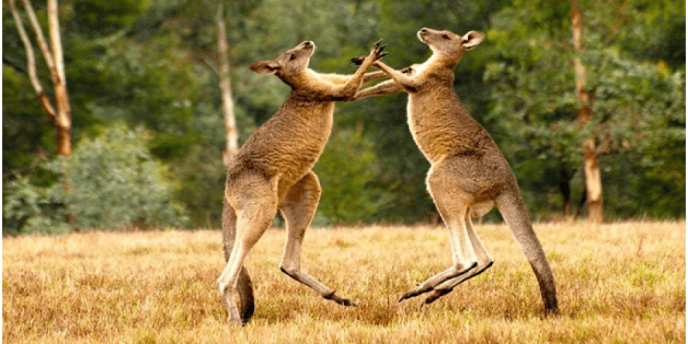 Австралия вошла в роль и начала пугать Китай