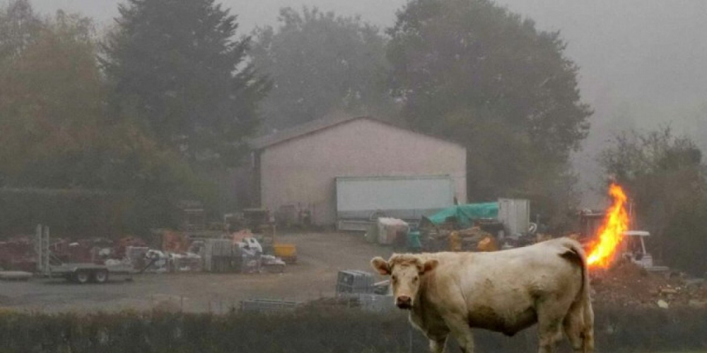 Декарбонизация с/х Новой Зеландии: налог на отрыжку овец и метеоризм коров