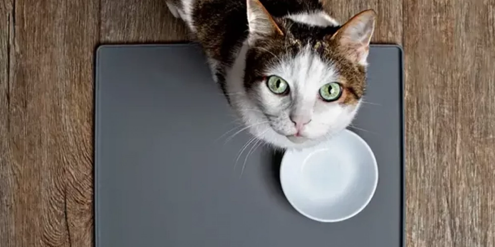 Нас и здесь неплохо кормят: Санкции против русских кошек