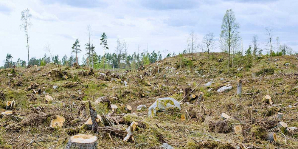 Пока запрет на вывоз леса вступит в силу, в отдельных регионах России останутся одни пеньки