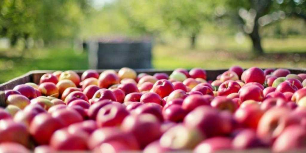 Украинцы пошли по стопам России, устроив результативный демарш польским яблокам