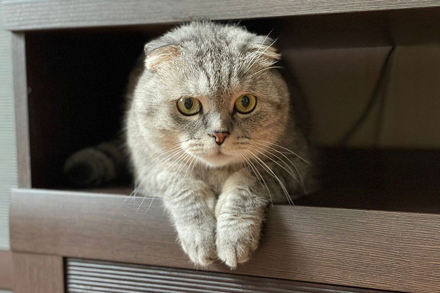 Ученые объяснили, почему кошки мурлыкают