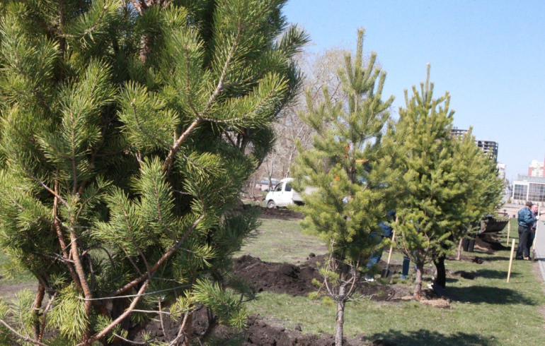 В Челябинске у мемориала «Солдатам правопорядка» высадили сосны