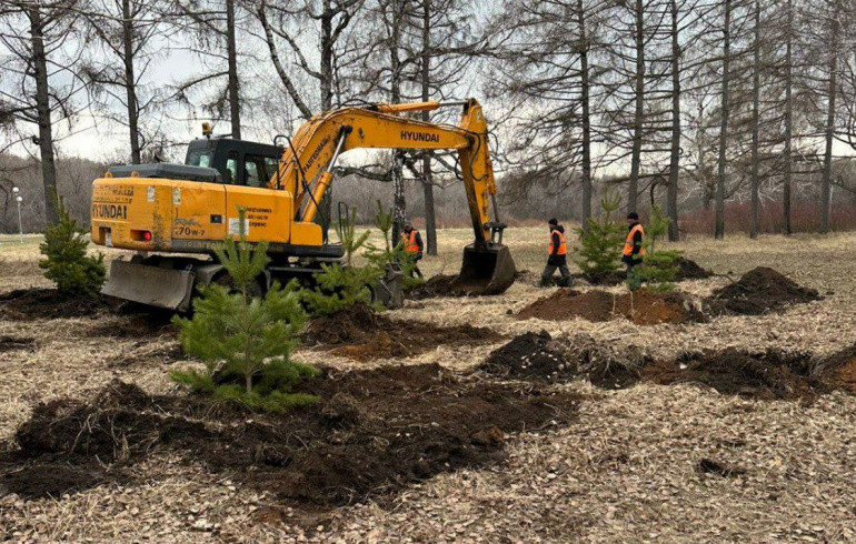 В Челябинске высадят 47 молодых сосен и лиственниц