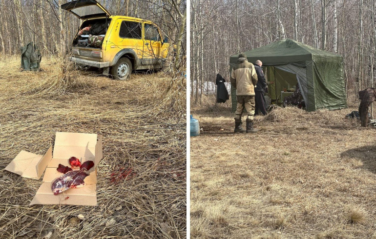 В Челябинской области задержали браконьеров, застреливших трёх лебедей