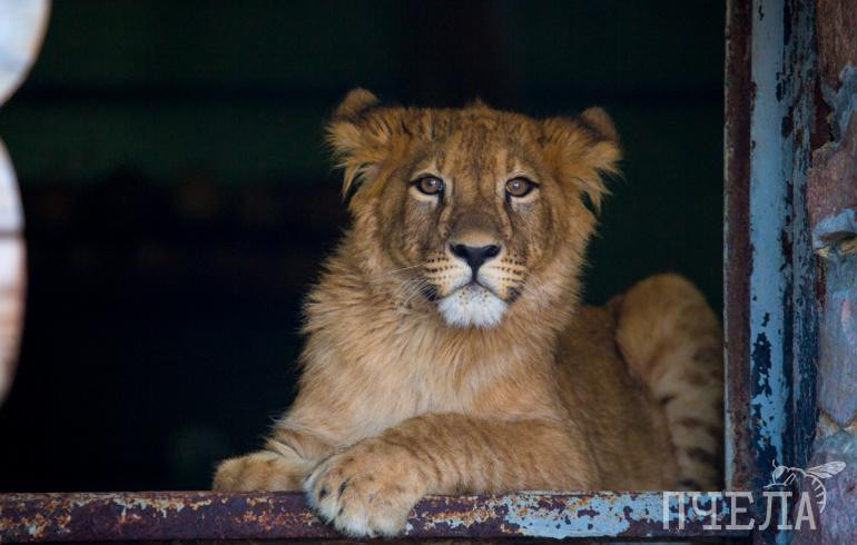 В челябинском зоопарке рассказали о режиме работы в майские праздники