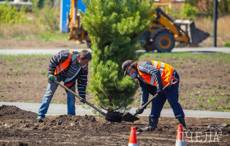В Магнитогорске бесплатно раздадут 18 тысяч сеянцев деревьев и кустарников
