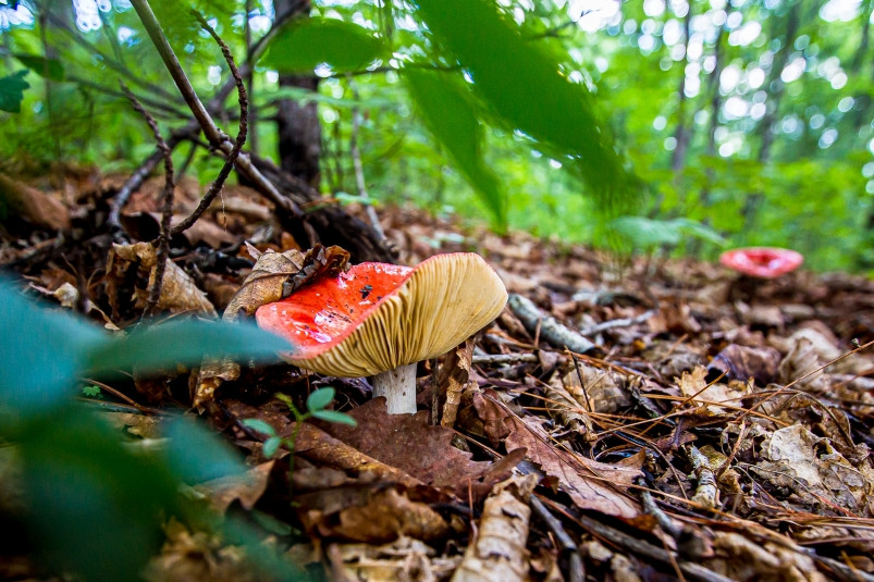 За какие конкретно грибы россиян оштрафуют на миллион рублей