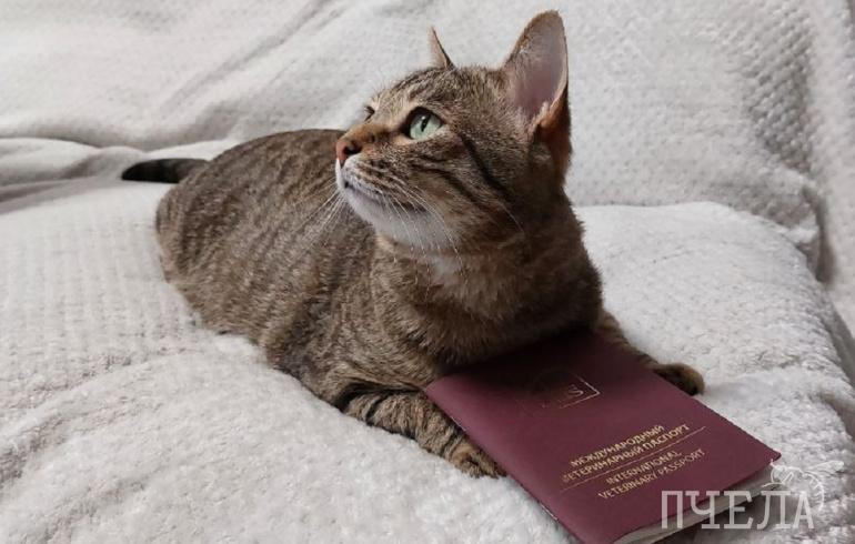 Жителям Челябинской области рассказали, как спасти котов и кошек от смертельно опасных болезней