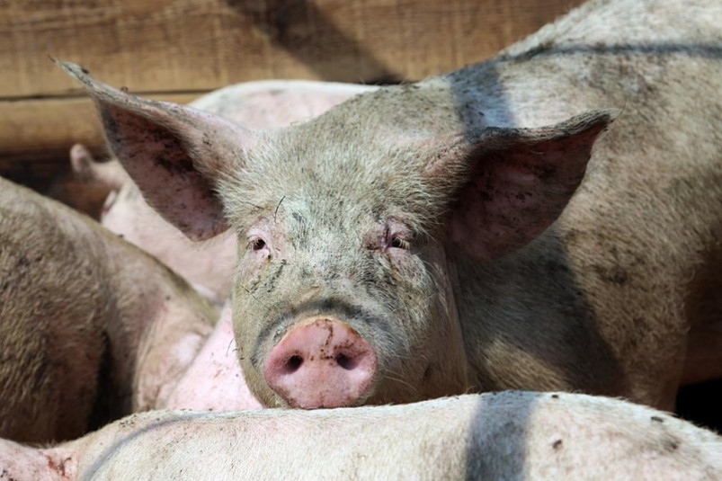 Более 55 тысяч свиней уничтожат в Приморье из-за вспышки африканской чумы