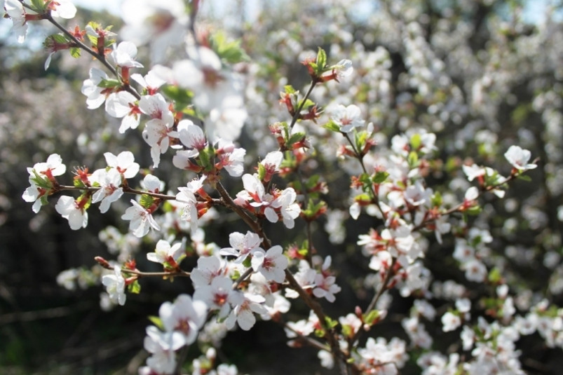 Большая часть следующей короткой рабочей недели в Приморье ожидается спокойной
