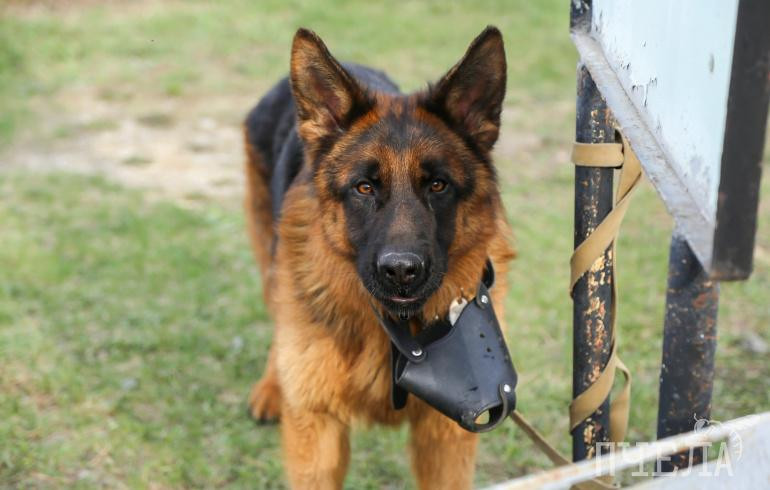 Челябинцам под угрозой штрафа до 5 тысяч рублей запретили выгуливать собак не по правилам