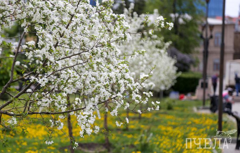 Челябинцев пригласили на спектакль по английской классике, чтобы помочь в озеленении сквера