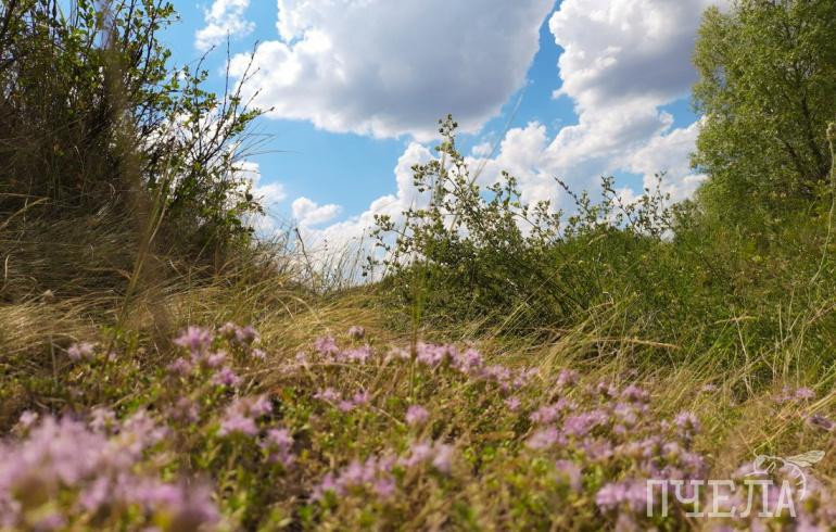 Челябинскую область на фоне 34-градусной жары накроют грозы и град