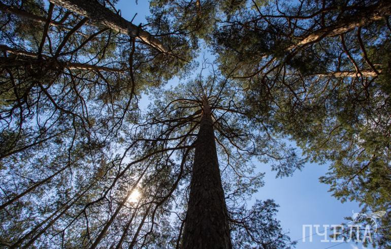 ФСБ задержала челябинца после взрыва в лесу самодельной бомбы