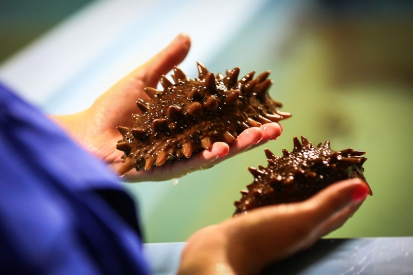 Гендиректора торговой компании в Приморье обвиняют в контрабанде живого гребешка и трепанга