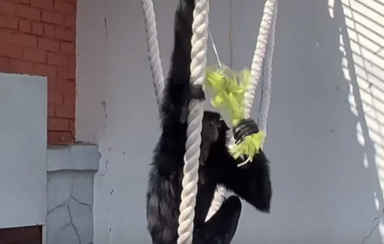 Гиббоны из челябинского зоопарка открыли сезон уличных представлений, превратив костюмы в реквизит