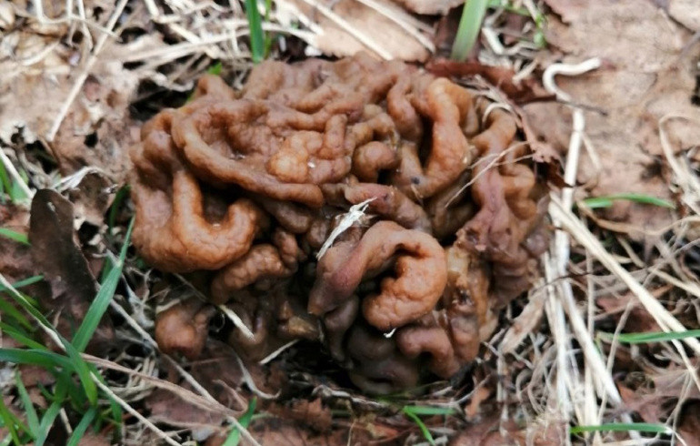 Грибной сезон в нацпарке Челябинской области открылся с появления ядовитых строчков