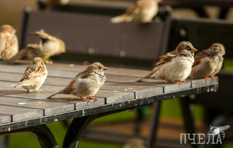 Минэкологии: помогать выпавшим из гнёзд птенцам опасно для их жизни