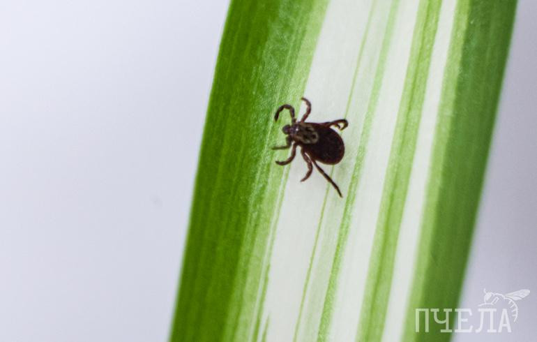 Минздрав рассказал, где в Челябинске можно сдать клеща на исследование