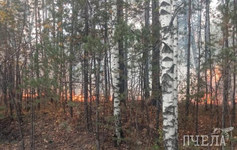 Мэр Котова обратилась к челябинцам из-за угрозы природных пожаров