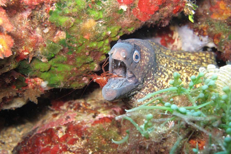 Мурены-циклопы (одноглазые) обнаружены в анхиалиновых пещерах