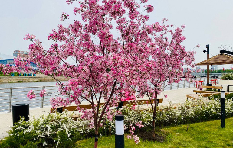 На набережной за «Мегаполисом» в Челябинске расцвели многолетние растения