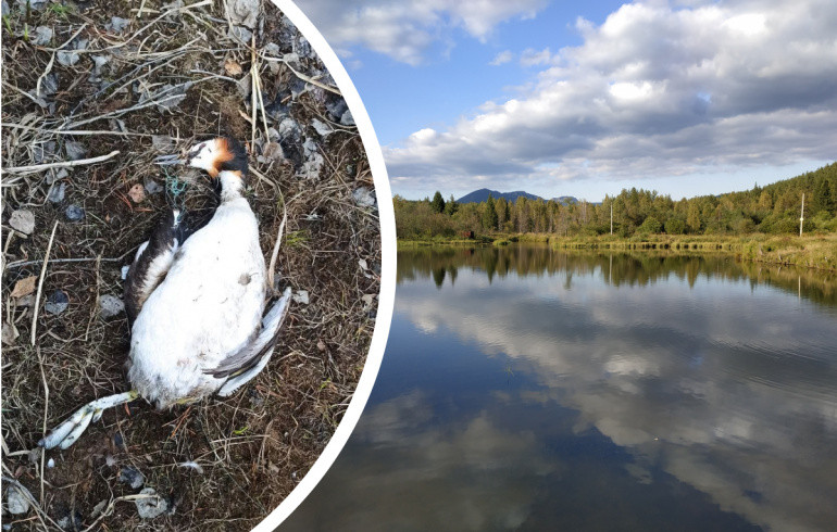 На водоёме в нацпарке «Таганай» погибла редкая птица