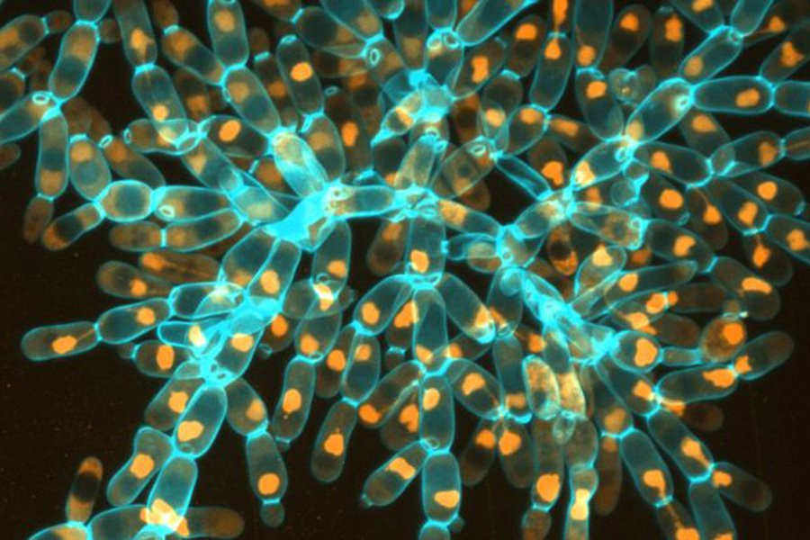 Обыкновенный гриб эволюционировал и стал в 20 000 раз больше всего за несколько лет