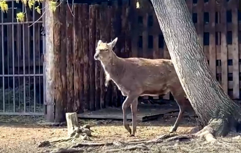 Пятнистый олень Пётр из челябинского зоопарка лишился статуса альфа-самца