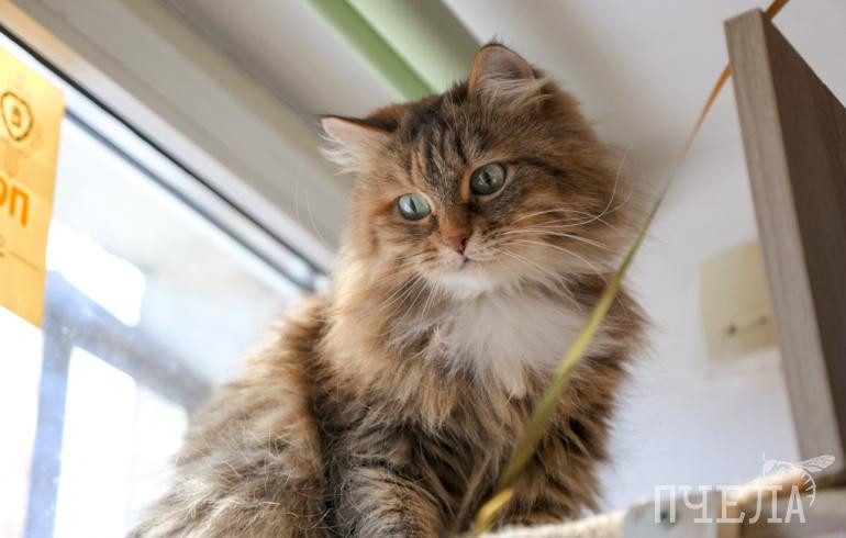 Роскачество составило антирейтинг худших кормов для кошек