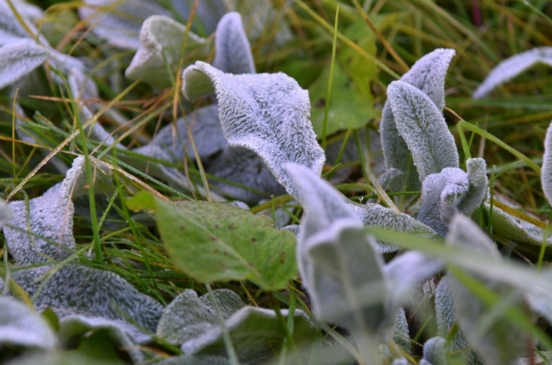 Штормовое предупреждение из-за заморозков объявлено в Приморье